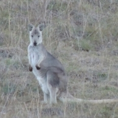 Osphranter robustus robustus (Eastern Wallaroo) at Denman Prospect, ACT - 21 May 2017 by MichaelBedingfield