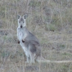 Osphranter robustus robustus (Eastern Wallaroo) at Denman Prospect, ACT - 21 May 2017 by MichaelBedingfield