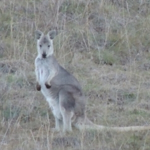 Osphranter robustus robustus at Molonglo River Reserve - 21 May 2017 06:09 PM