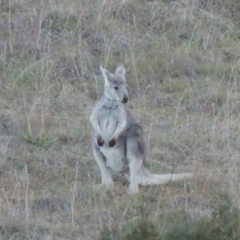 Osphranter robustus robustus at Molonglo River Reserve - 21 May 2017 06:09 PM