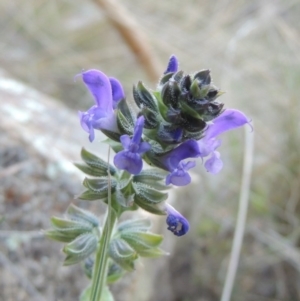 Salvia verbenaca var. verbenaca at Molonglo River Reserve - 21 May 2017