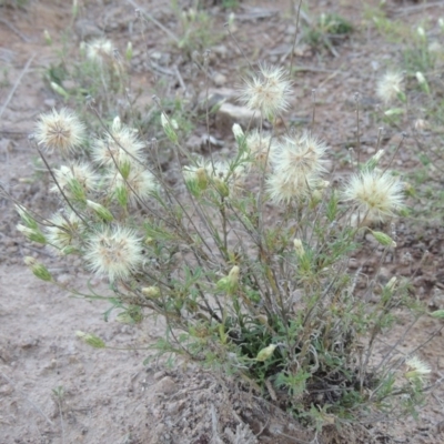 Vittadinia muelleri (Narrow-leafed New Holland Daisy) at Denman Prospect, ACT - 21 May 2017 by michaelb