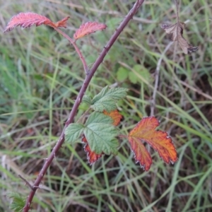 Rubus parvifolius at Molonglo River Reserve - 21 May 2017