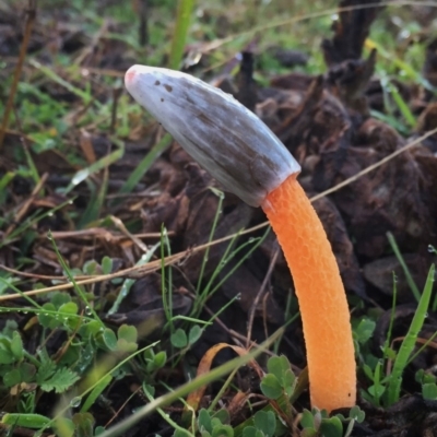 Phallus rubicundus (Phallus rubicundus) at Googong, NSW - 21 May 2017 by Wandiyali