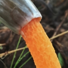 Phallus rubicundus at Googong, NSW - 22 May 2017 08:30 AM