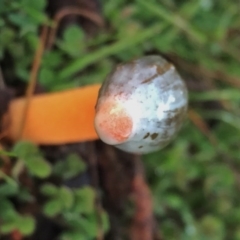 Phallus rubicundus at Googong, NSW - 22 May 2017