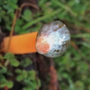 Phallus rubicundus at Googong, NSW - 22 May 2017