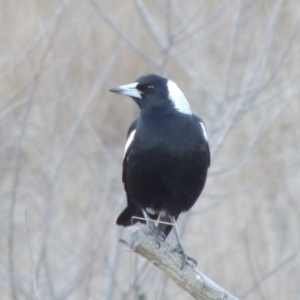 Gymnorhina tibicen at Molonglo River Reserve - 21 May 2017