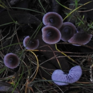 Mycena sp. at Paddys River, ACT - 21 May 2017