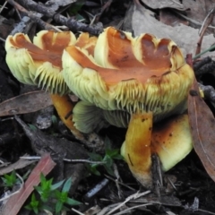 Hypholoma sp. (Hypholoma) at Paddys River, ACT - 21 May 2017 by JohnBundock