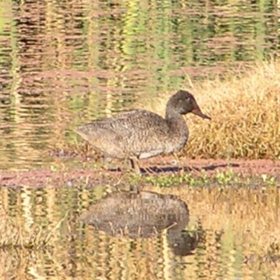 Stictonetta naevosa (Freckled Duck) at Fyshwick, ACT - 21 May 2017 by MatthewFrawley