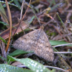 Scopula rubraria (Reddish Wave, Plantain Moth) at Mount Taylor - 21 May 2017 by MatthewFrawley