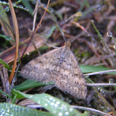 Scopula rubraria (Reddish Wave, Plantain Moth) at Mount Taylor - 21 May 2017 by MatthewFrawley