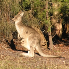 Macropus giganteus (Eastern Grey Kangaroo) at Chifley, ACT - 21 May 2017 by MatthewFrawley