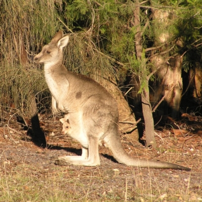 Macropus giganteus (Eastern Grey Kangaroo) at Chifley, ACT - 21 May 2017 by MatthewFrawley