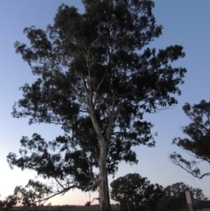 Eucalyptus melliodora at Molonglo River Reserve - 17 Sep 2017 08:10 PM