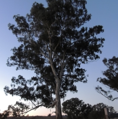 Eucalyptus melliodora (Yellow Box) at Molonglo River Reserve - 17 Sep 2017 by michaelb