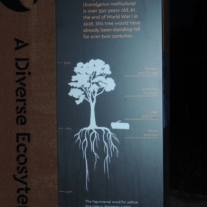 Eucalyptus melliodora at Molonglo River Reserve - 17 Sep 2017 08:10 PM