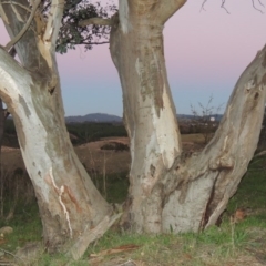 Eucalyptus blakelyi (Blakely's Red Gum) at Molonglo River Reserve - 21 May 2017 by MichaelBedingfield