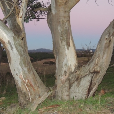 Eucalyptus blakelyi (Blakely's Red Gum) at Molonglo River Reserve - 21 May 2017 by michaelb