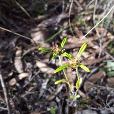 Euchiton sphaericus (star cudweed) at Kambah, ACT - 22 May 2017 by RosemaryRoth