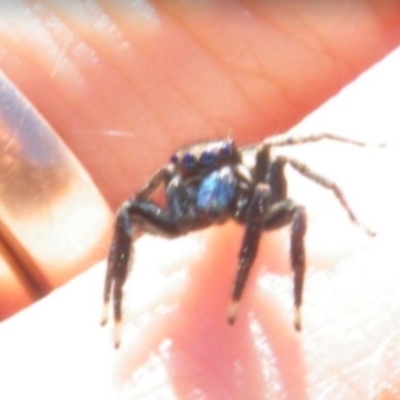 Jotus auripes (Jumping spider) at Wanniassa Hill - 22 May 2017 by Ryl