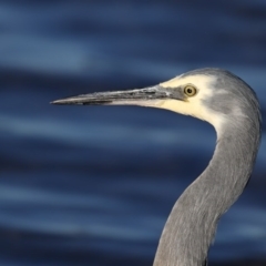 Egretta novaehollandiae (White-faced Heron) at Merimbula, NSW - 16 May 2017 by Leo