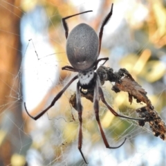 Trichonephila edulis (Golden orb weaver) at O'Malley, ACT - 22 May 2017 by JohnBundock