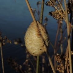 Mantidae - egg case (family) (Egg case of praying mantis) at Coombs, ACT - 21 May 2017 by MichaelBedingfield