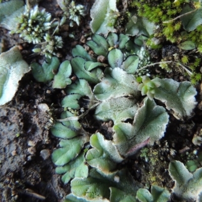 Riccia inflexa (Liverwort) at Coombs, ACT - 21 May 2017 by MichaelBedingfield