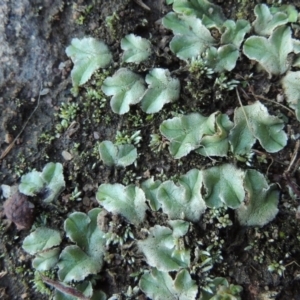 Riccia spongiosula at Molonglo River Reserve - 21 May 2017