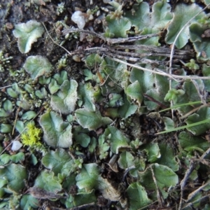 Riccia spongiosula at Molonglo River Reserve - 21 May 2017