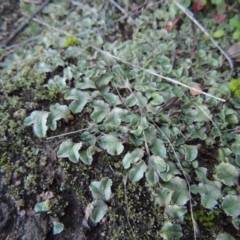 Riccia spongiosula at Molonglo River Reserve - 21 May 2017