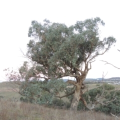 Eucalyptus bridgesiana (Apple Box) at Molonglo River Reserve - 21 May 2017 by MichaelBedingfield