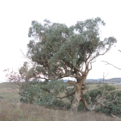 Eucalyptus bridgesiana (Apple Box) at Molonglo River Reserve - 21 May 2017 by michaelb