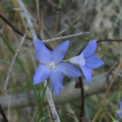 Wahlenbergia capillaris (Tufted Bluebell) at Molonglo River Reserve - 21 May 2017 by michaelb