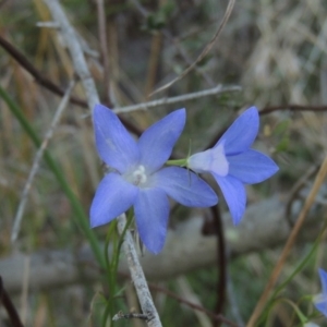 Wahlenbergia capillaris at Molonglo River Reserve - 21 May 2017