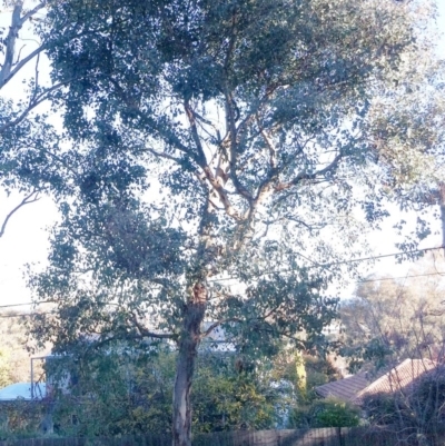 Eucalyptus blakelyi (Blakely's Red Gum) at Garran, ACT - 22 May 2017 by ruthkerruish