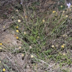 Calotis lappulacea (Yellow Burr Daisy) at Coombs, ACT - 13 May 2017 by MichaelBedingfield