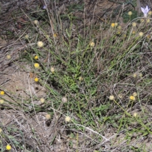 Calotis lappulacea at Molonglo River Reserve - 13 May 2017