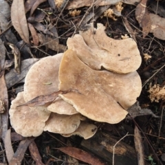 Leucopaxillus eucalyptorum (Leucopaxillus eucalyptorum) at Acton, ACT - 22 May 2017 by Heino