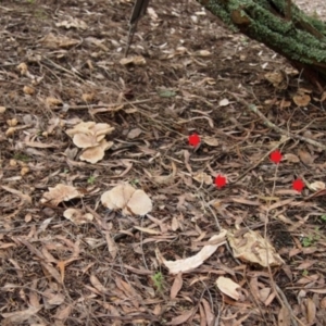 Leucopaxillus eucalyptorum at Acton, ACT - 23 May 2017