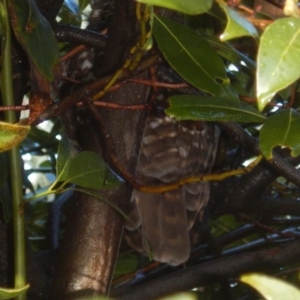 Ninox boobook at Curtin, ACT - 20 May 2017