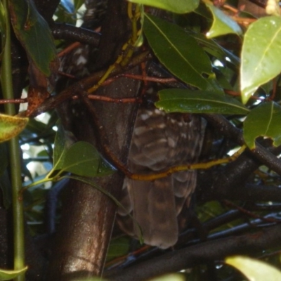 Ninox boobook (Southern Boobook) at Curtin, ACT - 19 May 2017 by MichaelMulvaney