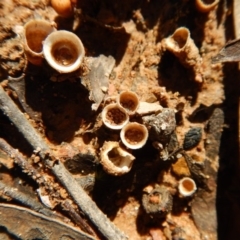 Nidula sp. (A bird's nest fungus) at Jingera, NSW - 22 May 2017 by CathB