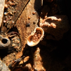 Nidula sp. at Jingera, NSW - 22 May 2017