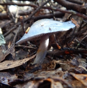 Cortinarius rotundisporus at Jingera, NSW - 22 May 2017