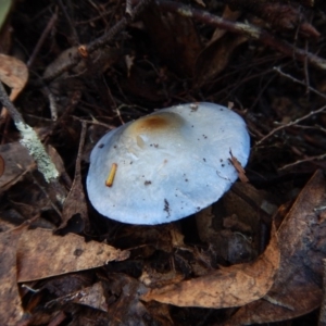 Cortinarius rotundisporus at Jingera, NSW - 22 May 2017