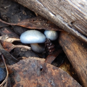 Cortinarius rotundisporus at Jingera, NSW - 22 May 2017