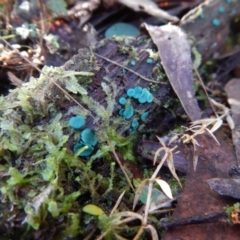 Chlorociboria (An elfcup fungus) at Jingera, NSW - 22 May 2017 by CathB